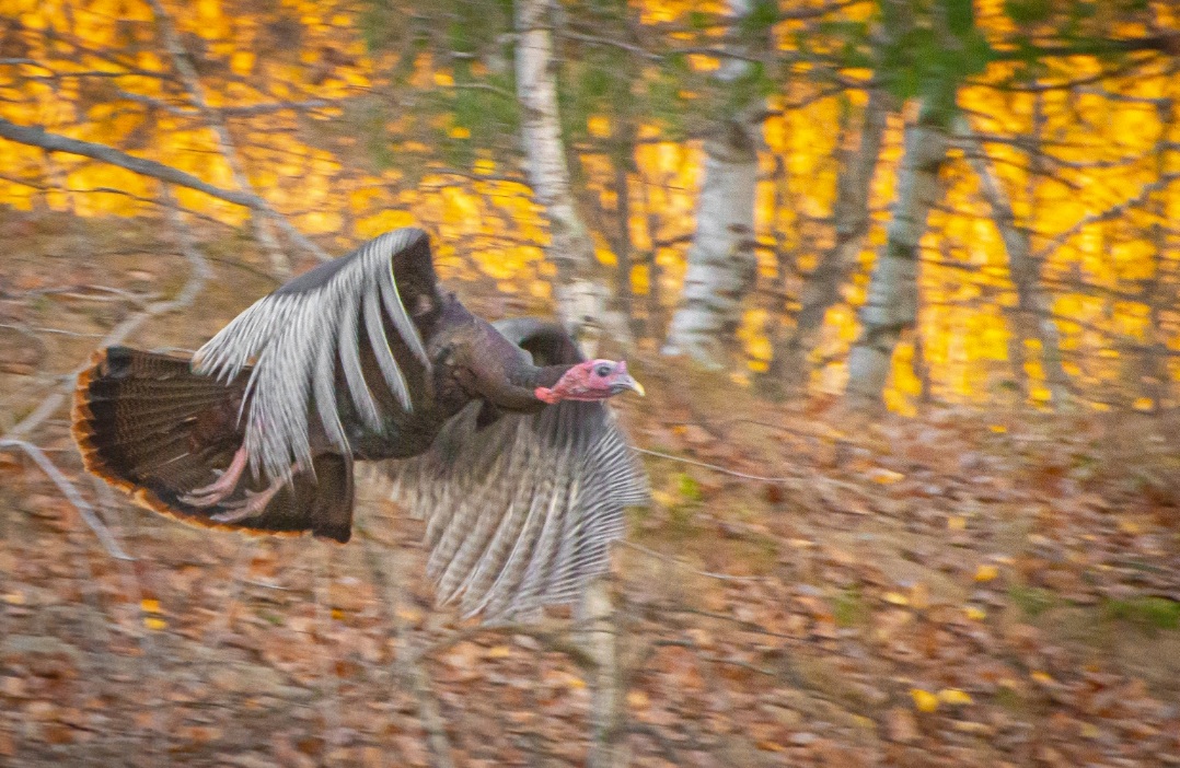 Thankful for Vermont wild turkeys Vermont Daily Chronicle