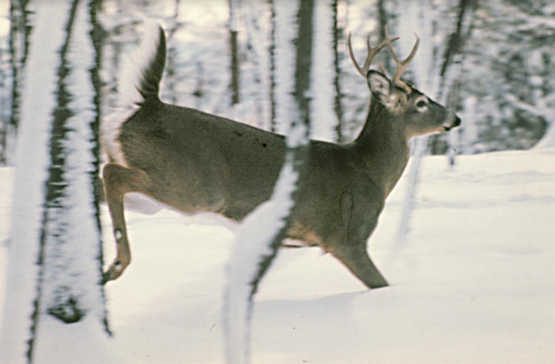 Archery, muzzleloading season continues after regular deer season ends