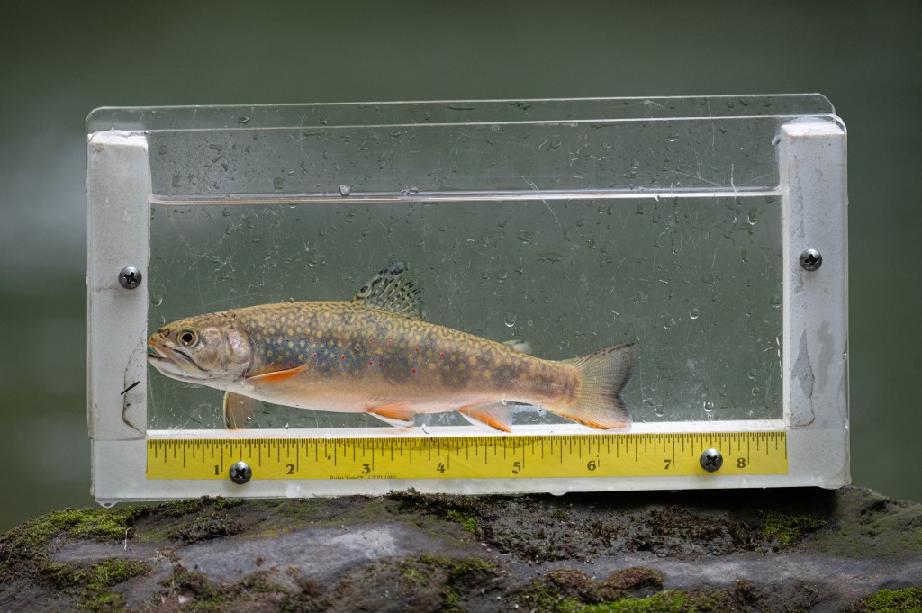 BREAKING: Senate moves to save Salisbury fish hatchery/ GunSense pushes ...
