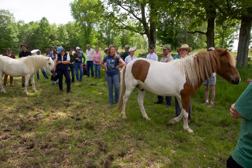 Paddock Paradise promotes food, forage and freedom for horses - Vermont ...